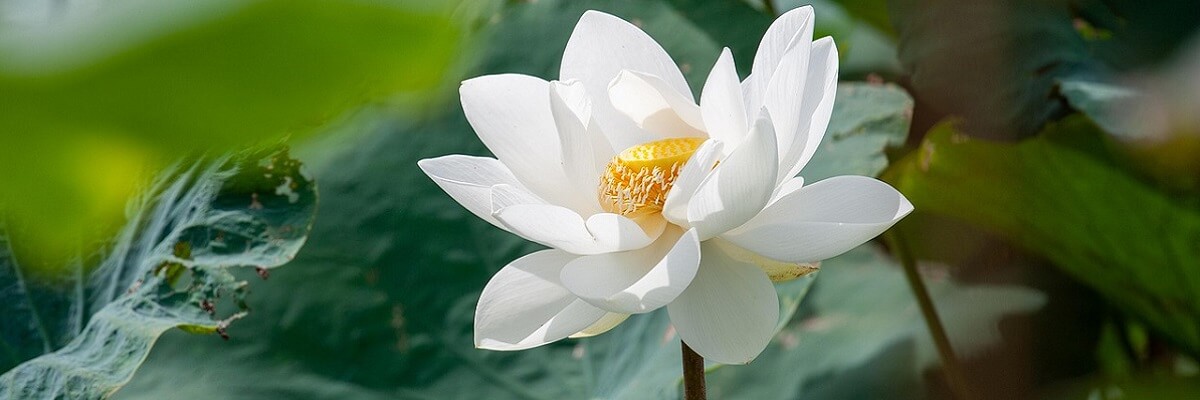 white lotus flower, a symbol for transformation
