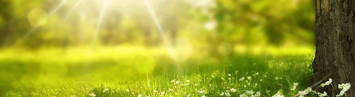 light-flooded grassy area