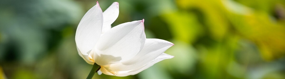 white lotus symbolizing purity and peace, inner and outer peace