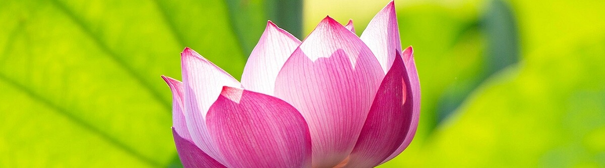 pink lotus with light-flooded leaves to grow spiritual relationships