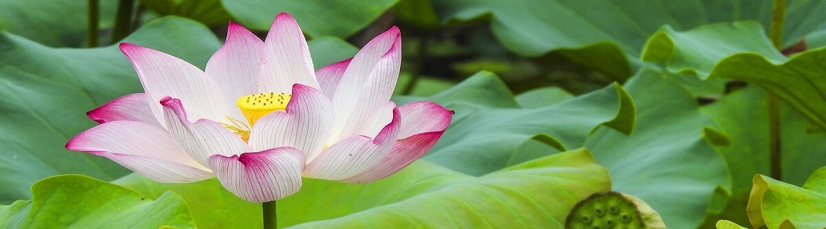 white lotus with pink tips