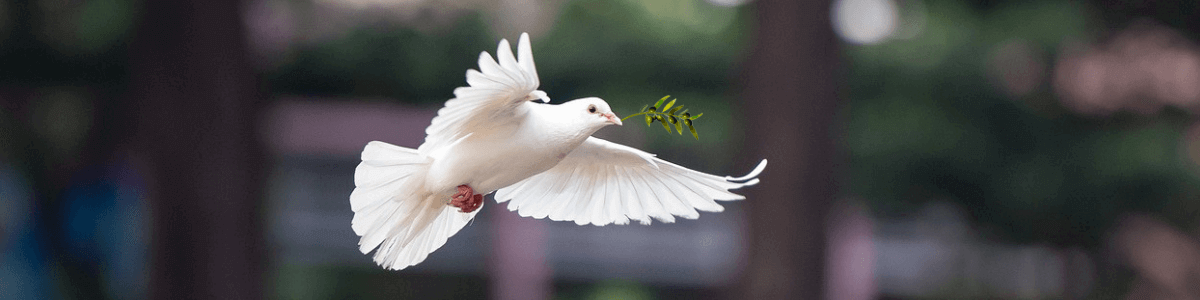 white dove as symbol of peace in flight