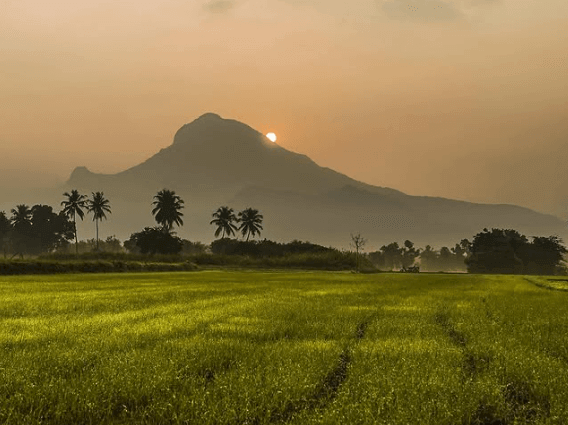 Arunachala Hill with sun peaking at the top. Reflected sunlight on greenery.