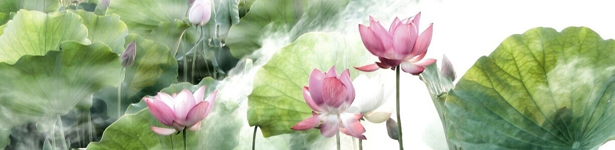 pink lotus flowers in bloom with large leaves in haze