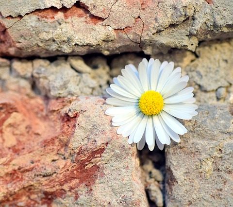 flower breaking through rock