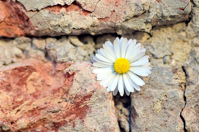 flower breaking through rock