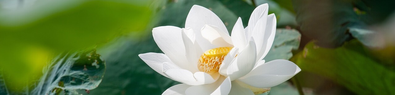 white lotus flower in full bloom, symbol of transformation