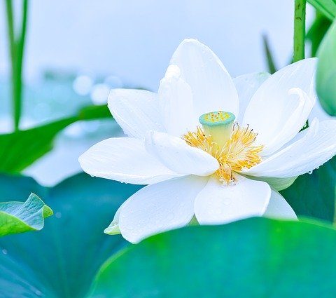 lotus, a symbol of spiritual unfoldment and growth