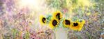 sunflowers-g9e0b461d9_720 (1)